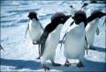 Nv: 1_salacci_pingvin.jpg
Szlessg: 400px
Magassg: 271px