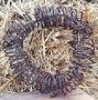Nv: 5barbwreath.jpg
Szlessg: 159px
Magassg: 161px